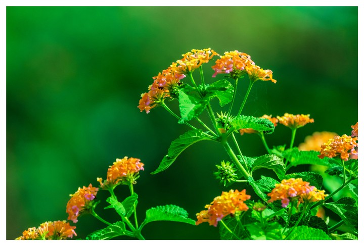 flowers