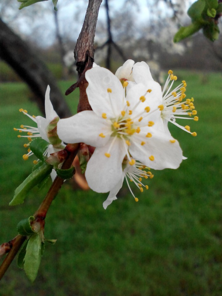 Hello spring