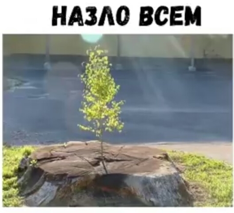 tapety lawn, soil
