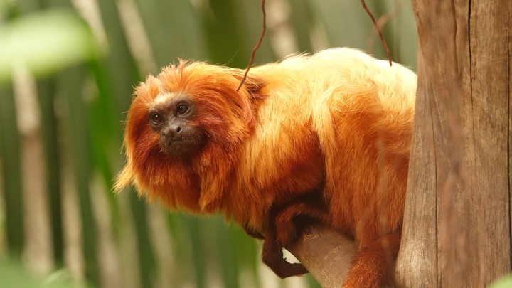 monkey