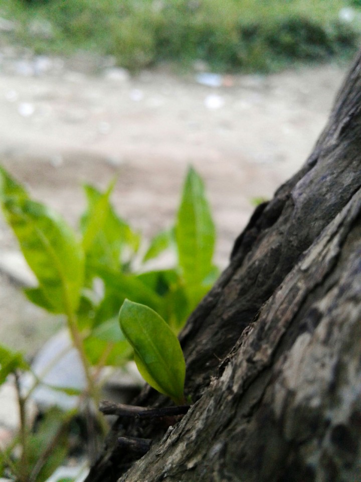tree green