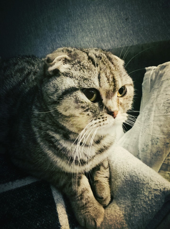 Кошка