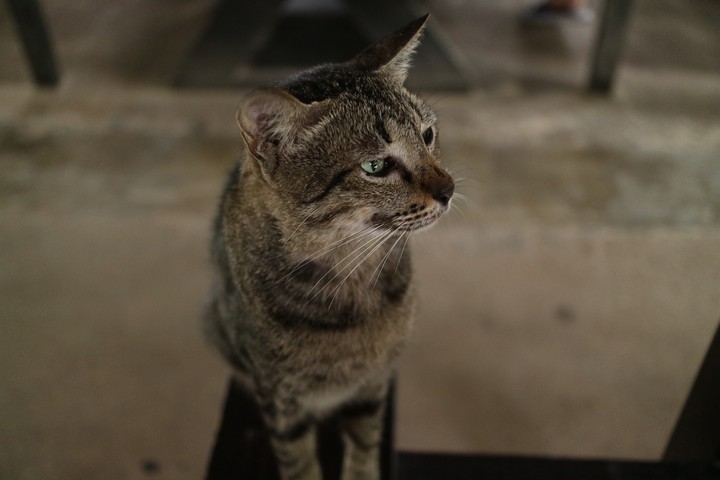 cat