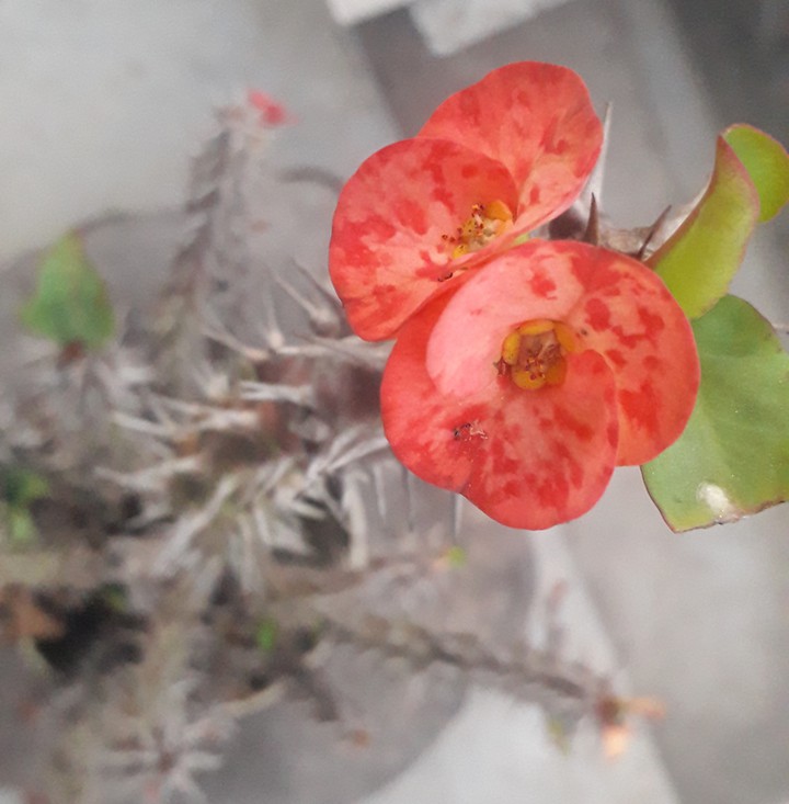 cactus