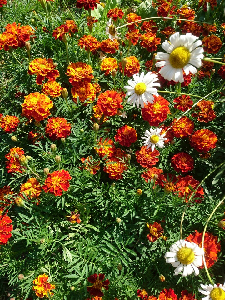 summer