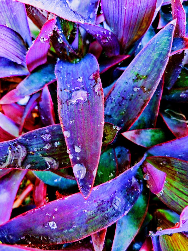 wet plants