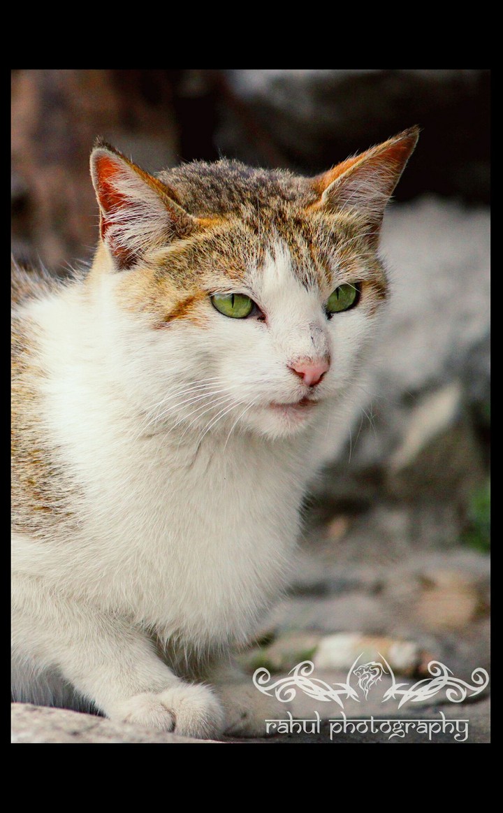 Mesmerising eyes.