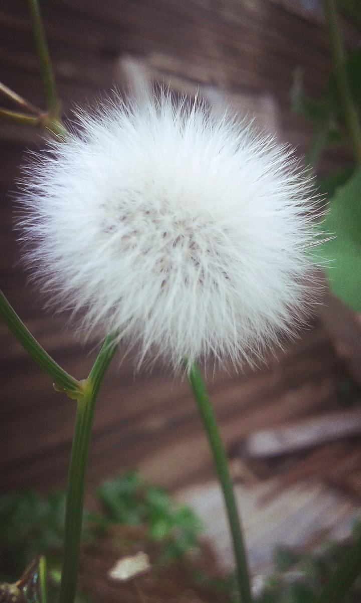 Diente de León
