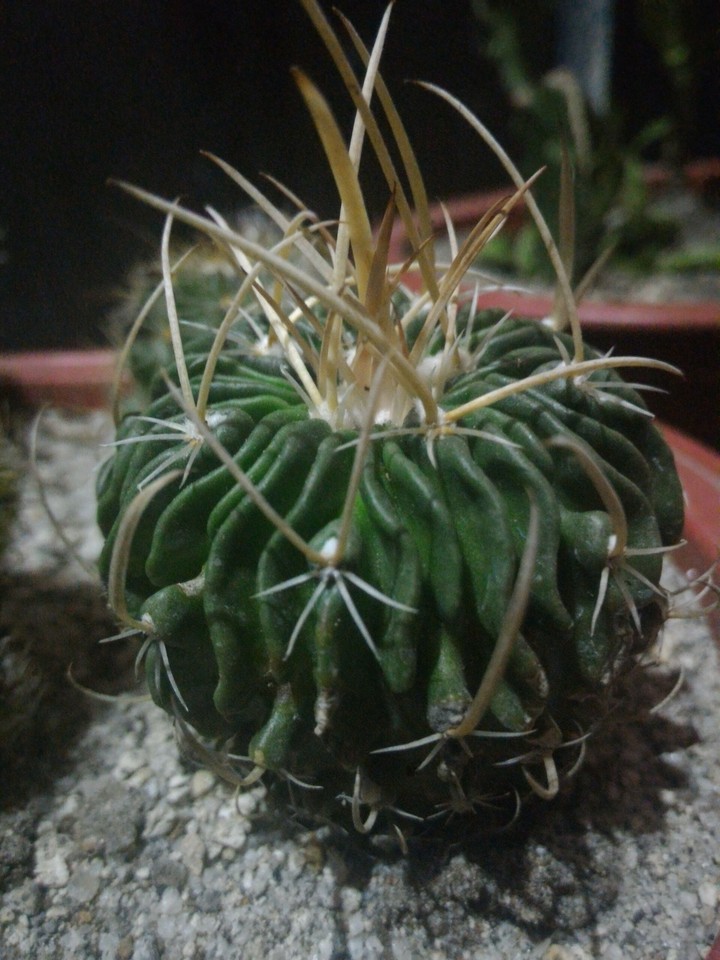 cactus