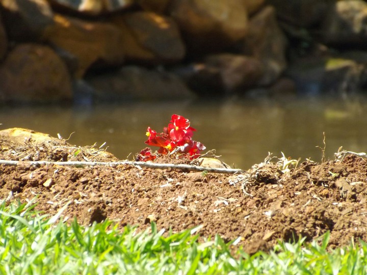 flor