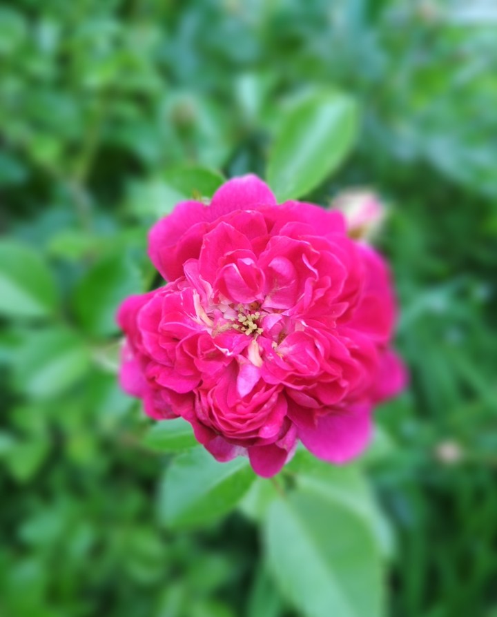 pink roses