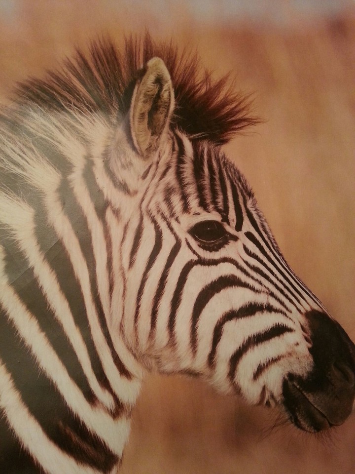 Baby zebra