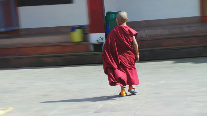 Little Lama