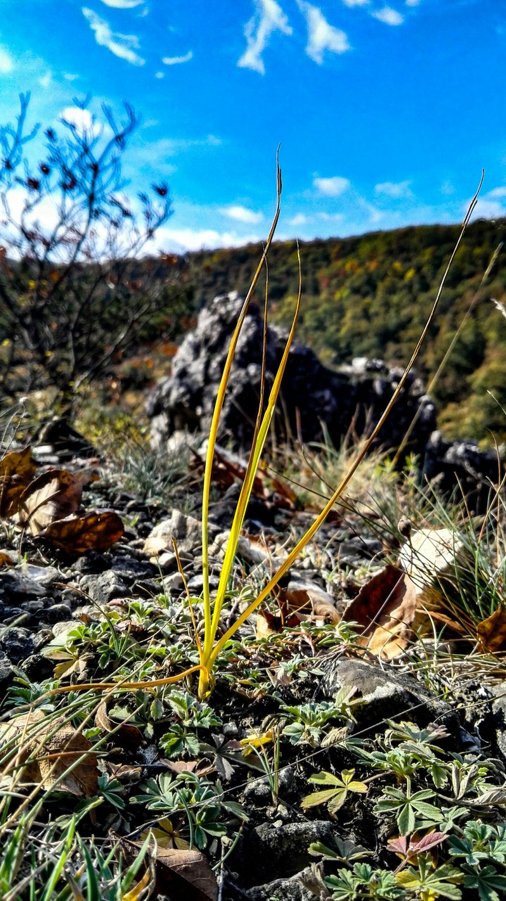 Colorful grass