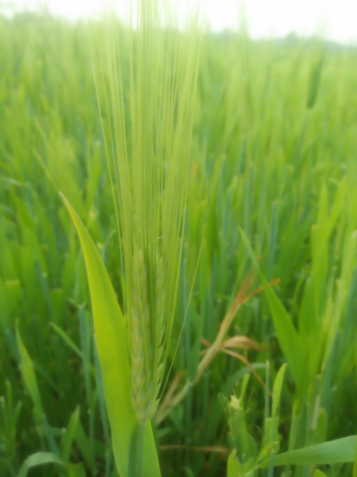 Green pic