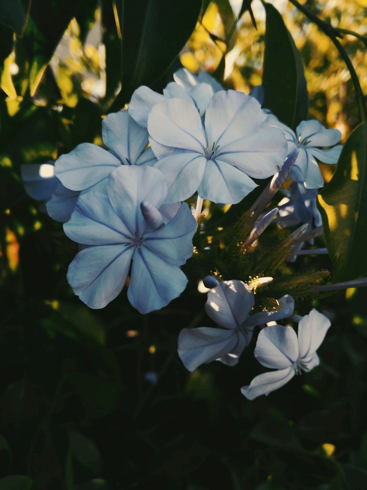 #flower