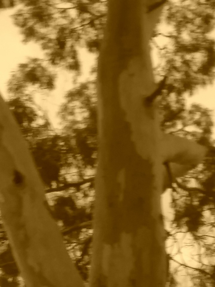 Trees beautiful things