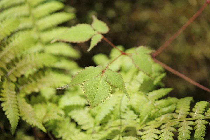 unknown plants 4