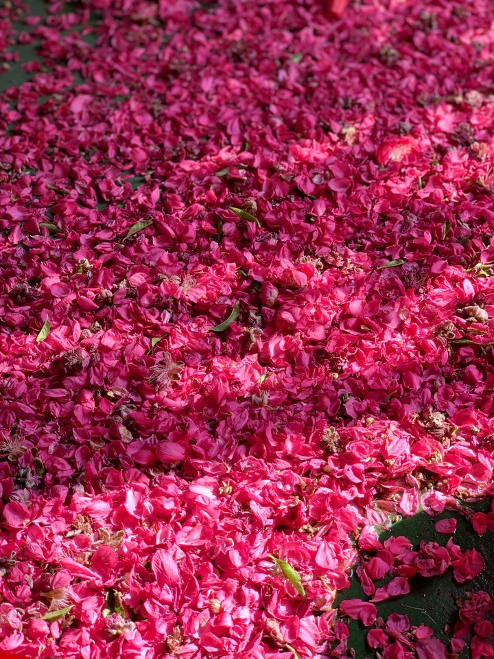 pink petals