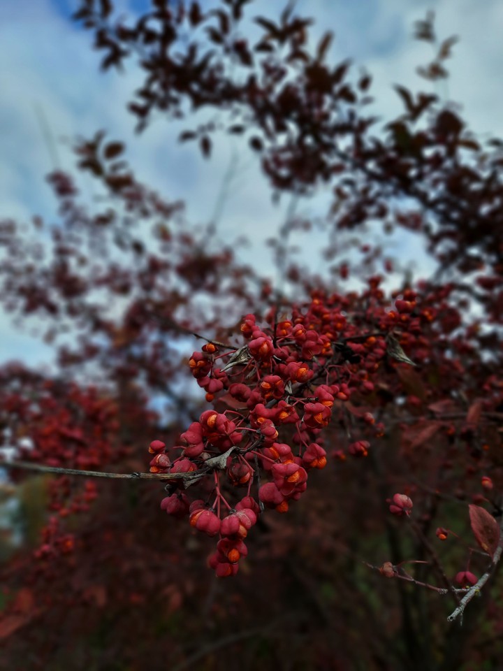 Autumn