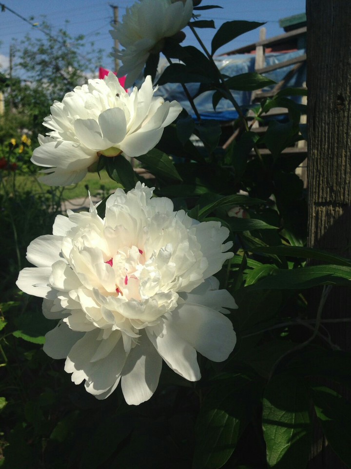 white pions