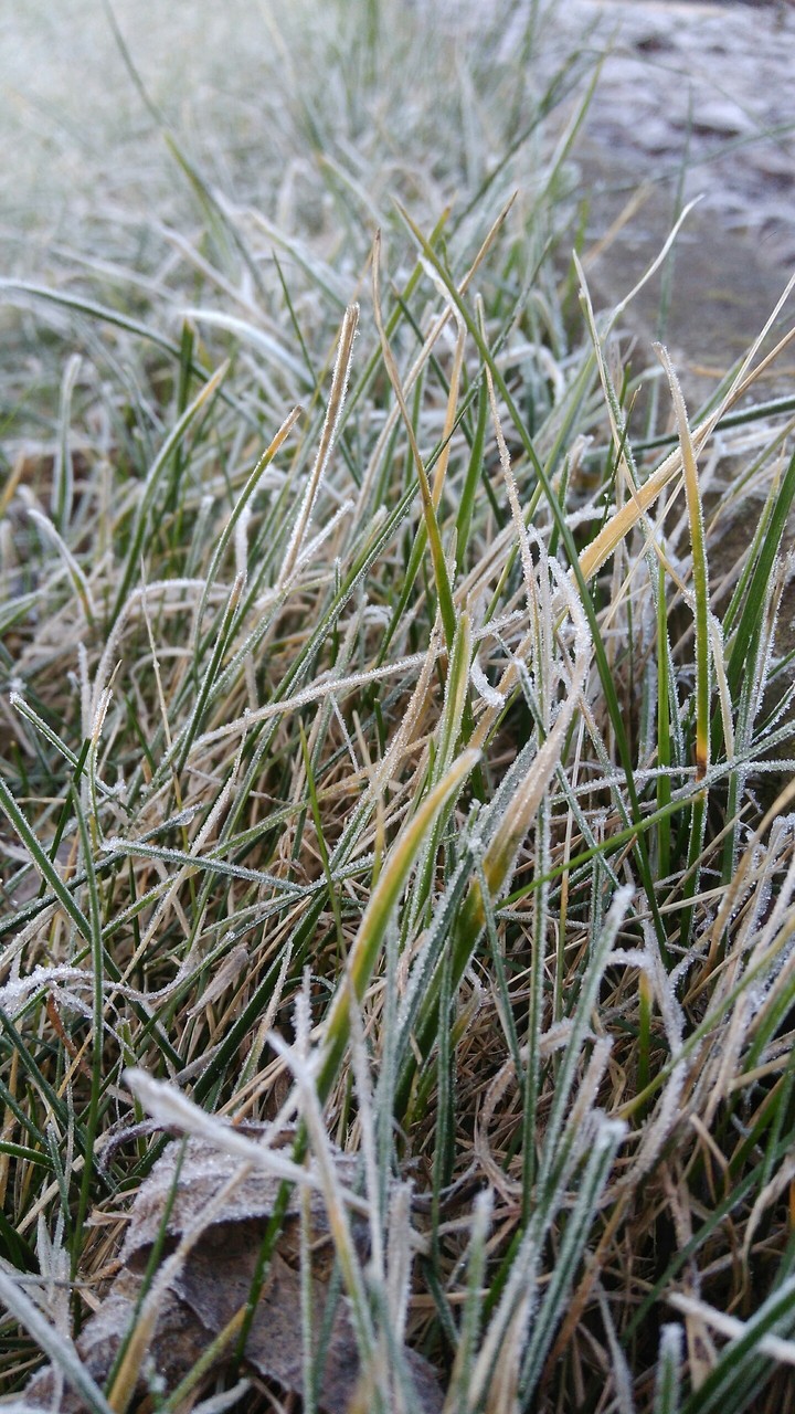 white grass