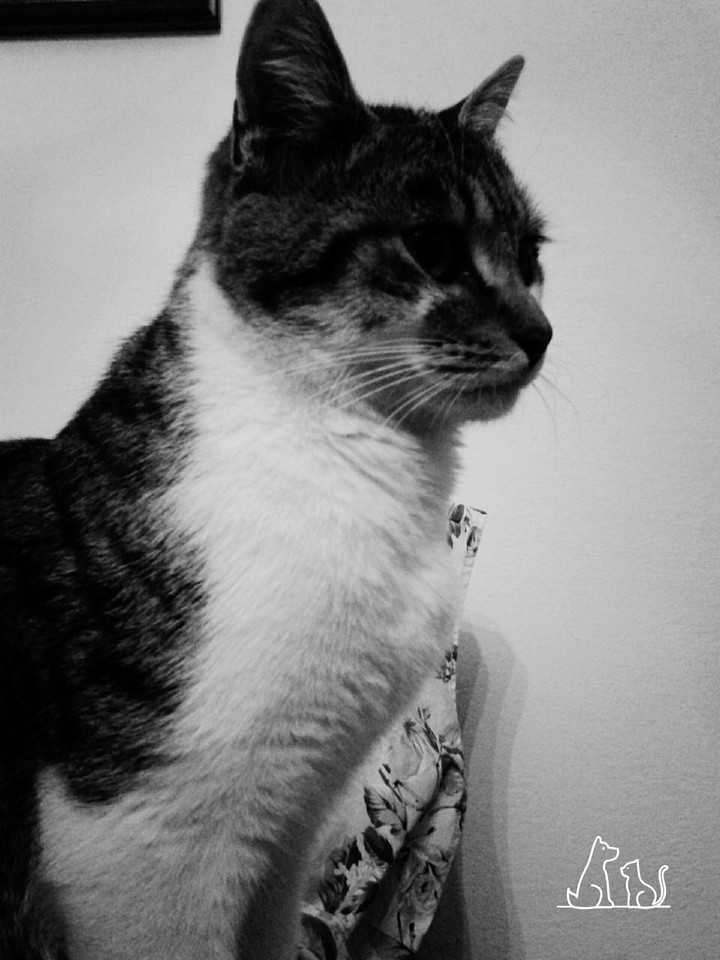 Lovely cat
