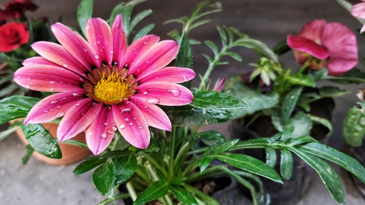 flower