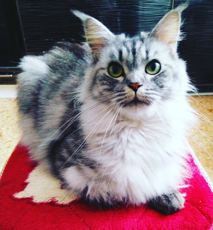 киса