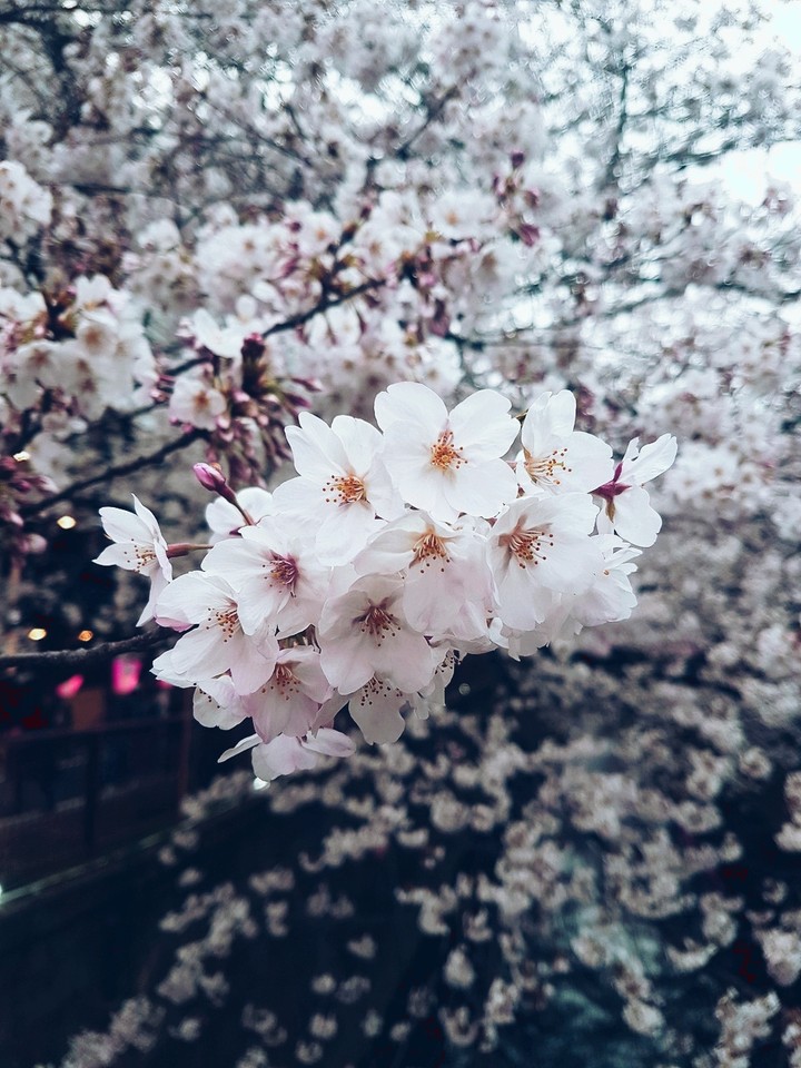 sakura flowers