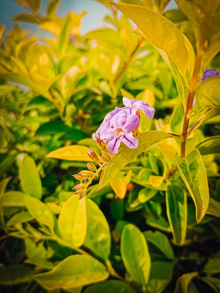 Nature's beauty