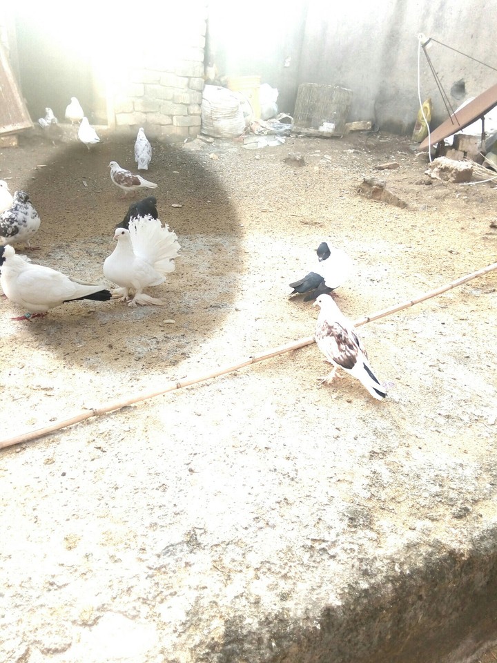 ممتی