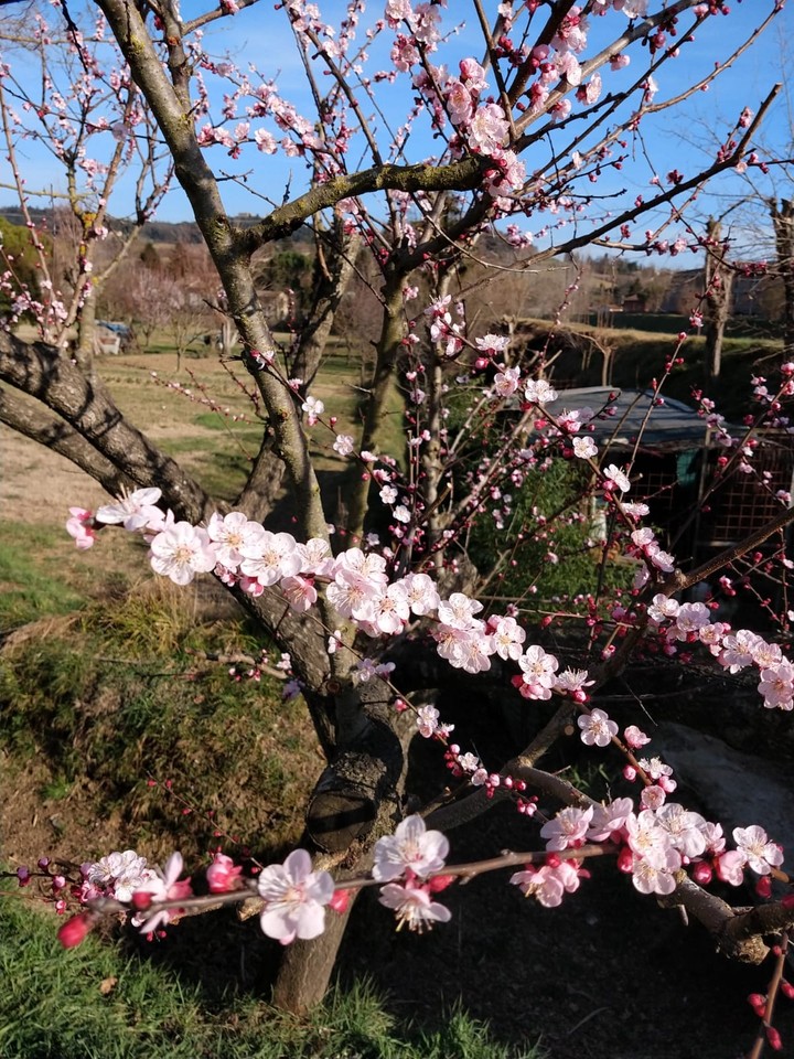 fiori