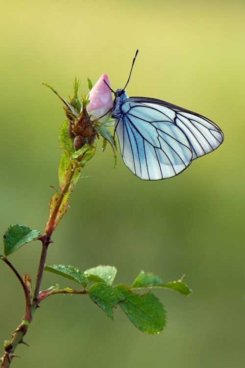 butterfly