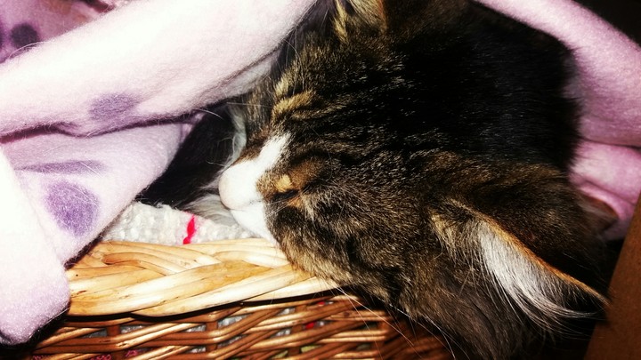 Sleepy baby