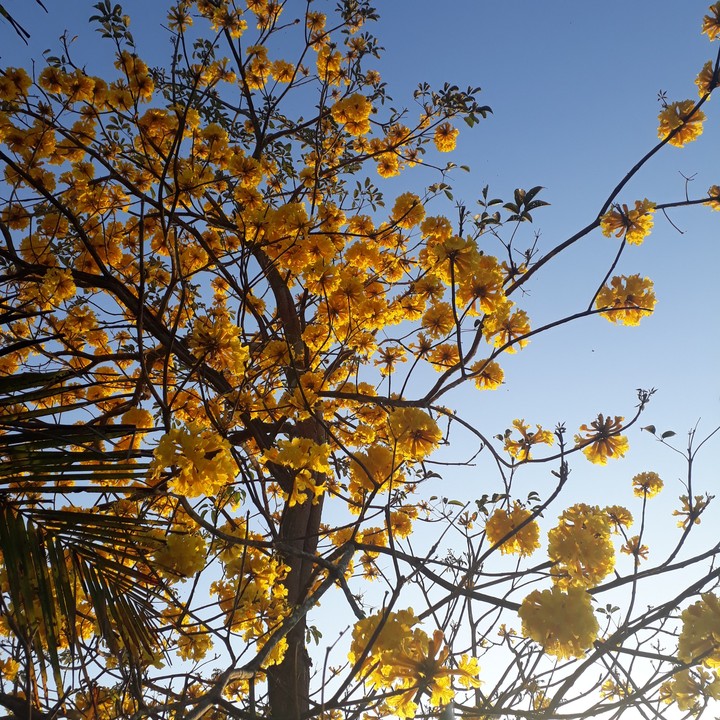 amarelo