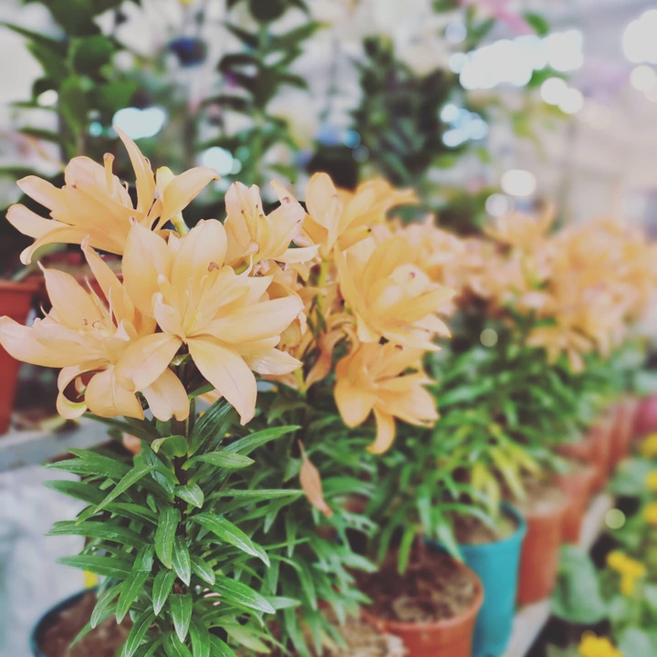 orange flower