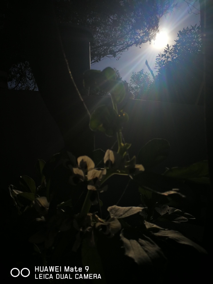 mate9