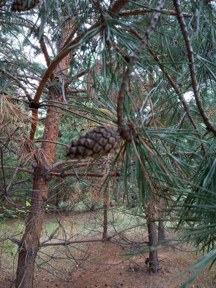 сосны