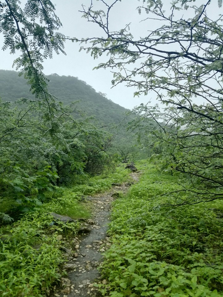 nature