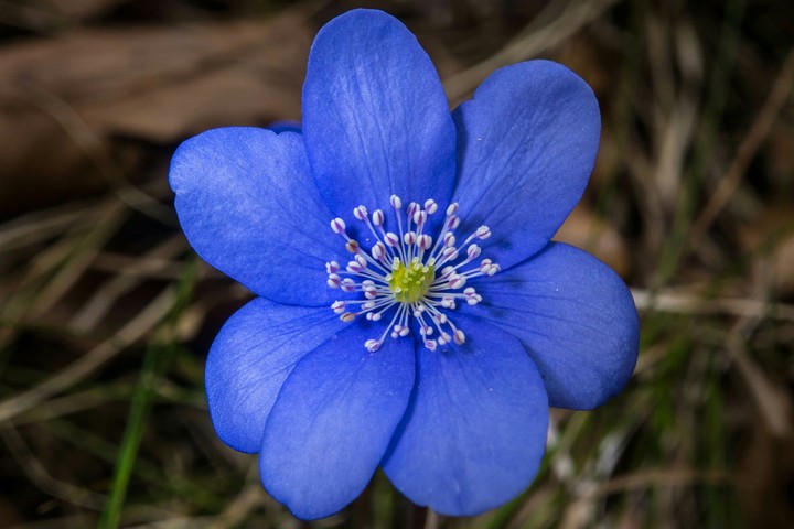 blue forest flower
