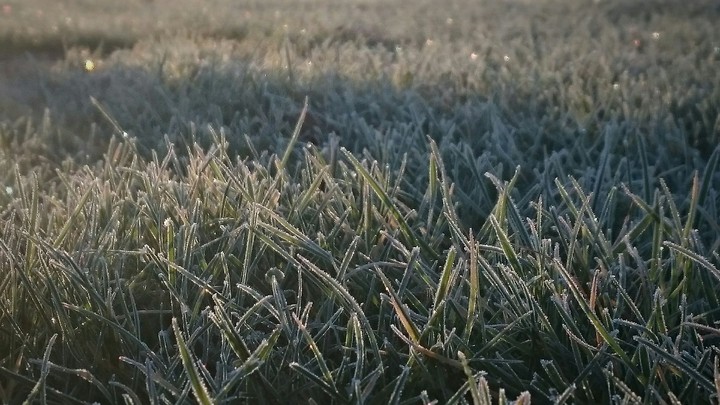 frozen green