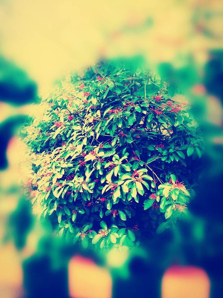 flowers