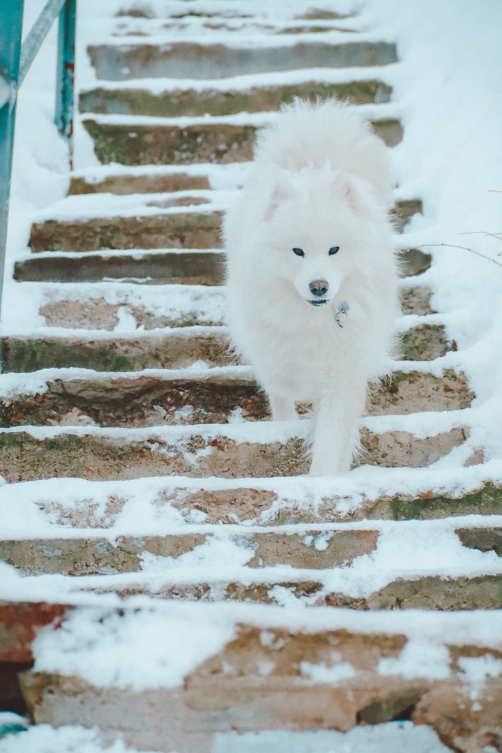 samoyed