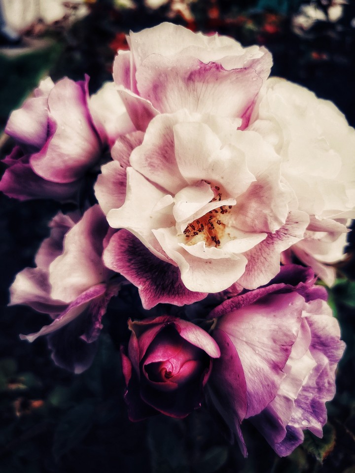 Tenderly