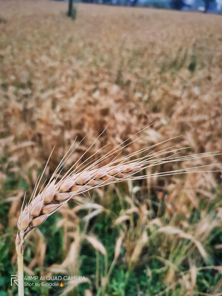 wheat field