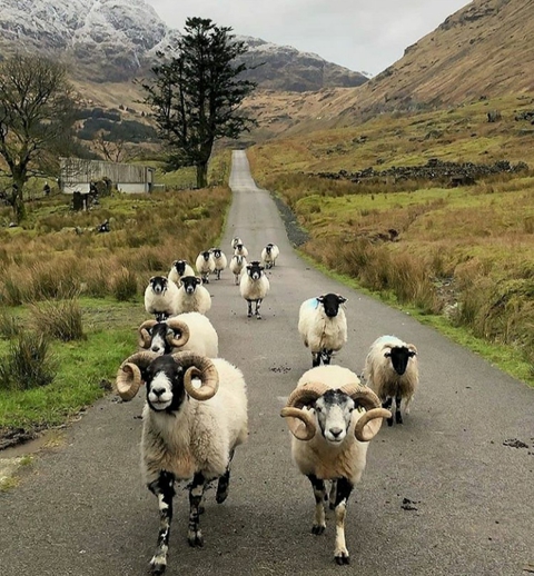 обои sheep, herd