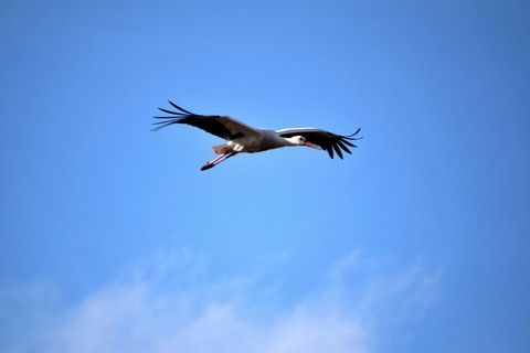 Stork