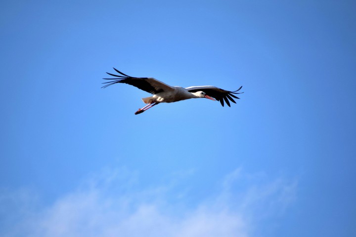 Stork