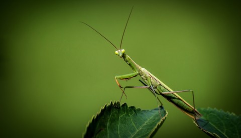 Grasshopper